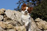 EPAGNEUL PAPILLON 120